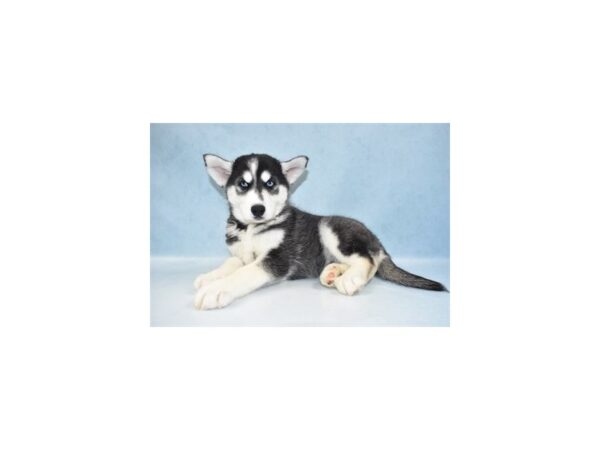 Siberian Husky DOG Male Black Grey and White 21840 Petland Las Vegas, Nevada