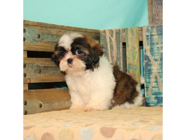 Shih Tzu DOG Female White / Gold 21860 Petland Las Vegas, Nevada