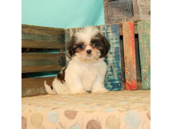 Shih Tzu DOG Female White / Gold 21861 Petland Las Vegas, Nevada