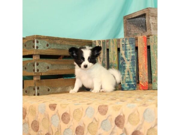 Papillon-DOG-Male-White / Black-21856-Petland Las Vegas, Nevada