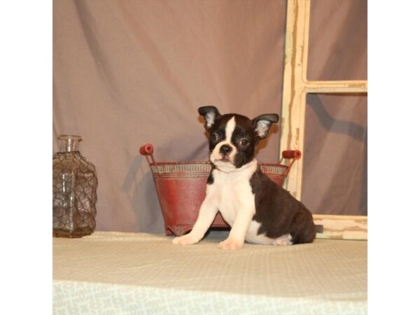 Boston Terrier DOG Female Black Brindle 21851 Petland Las Vegas, Nevada