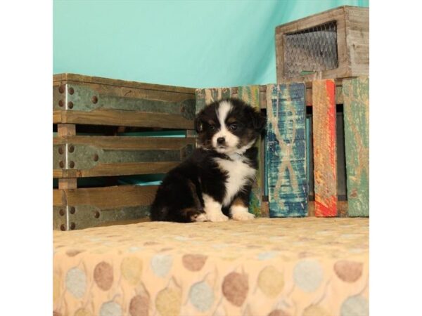 Miniature Australian Shepherd/Toy Australian Shepherd DOG Female Black 21849 Petland Las Vegas, Nevada