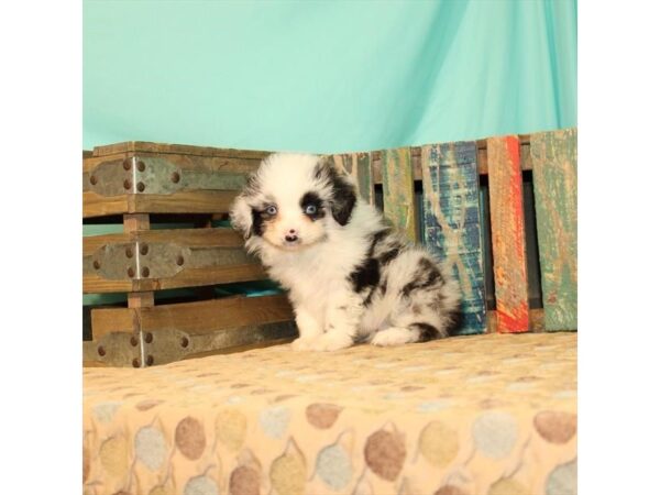 Miniature Australian Shepherd/Toy Australian Shepherd-DOG-Male-Blue Merle-21850-Petland Las Vegas, Nevada