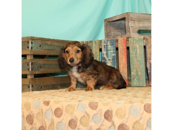 Dachshund DOG Male Red Sable 21863 Petland Las Vegas, Nevada