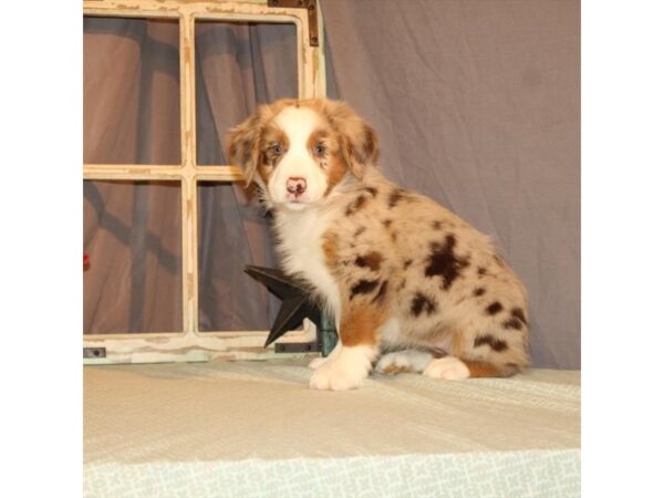 Australian Shepherd DOG Female Chocolate Merle 21848 Petland Las Vegas, Nevada