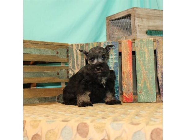 Miniature Schnauzer DOG Male Black / Silver 21855 Petland Las Vegas, Nevada