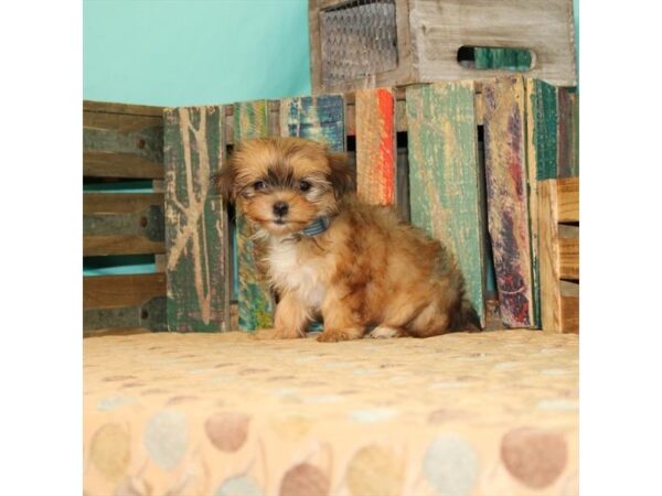 Maltese/Yorkshire Terrier DOG Female Gold 21870 Petland Las Vegas, Nevada