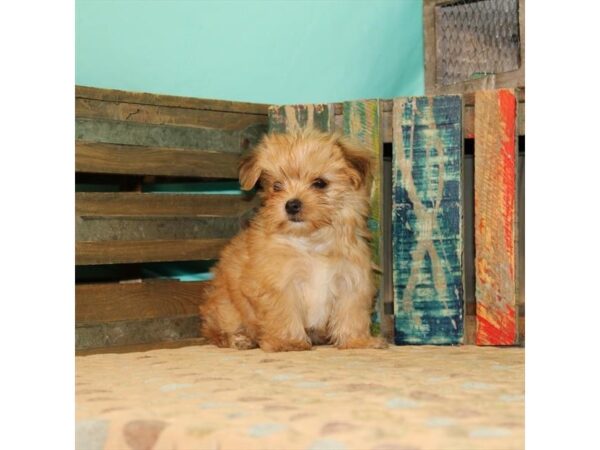 Maltese/Yorkshire Terrier DOG Male Gold 21871 Petland Las Vegas, Nevada