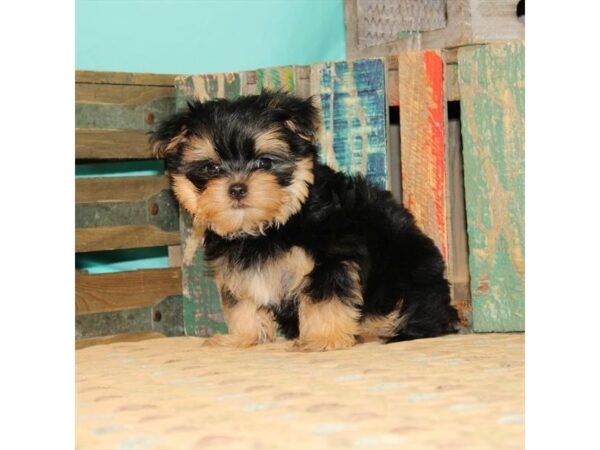 Maltese/Yorkshire Terrier DOG Male Black / Tan 21872 Petland Las Vegas, Nevada