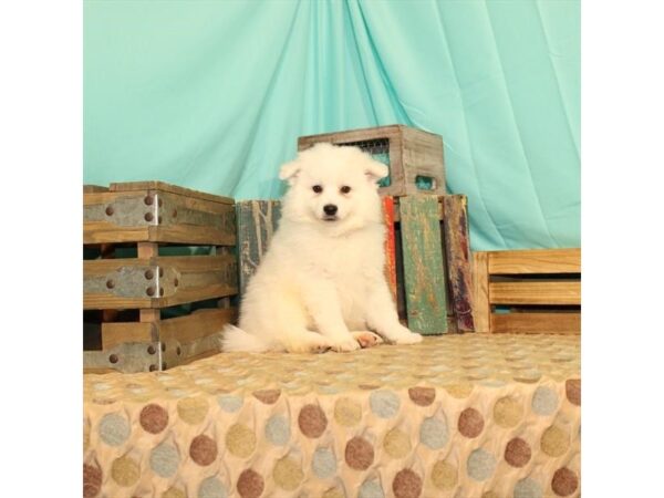 American Eskimo Dog DOG Male White 21847 Petland Las Vegas, Nevada