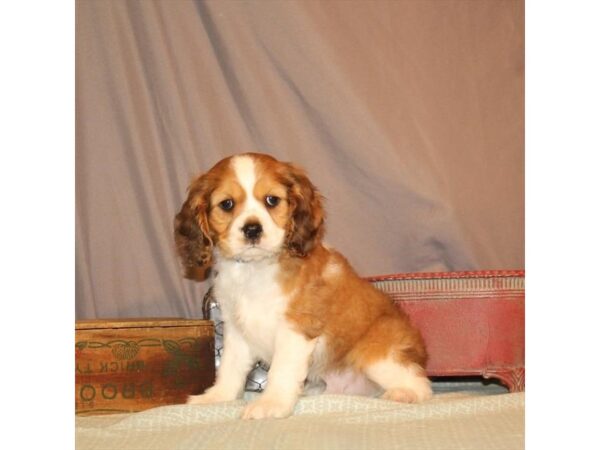 Cavalier King Charles Spaniel/Cocker Spaniel DOG Male Red Roan 21866 Petland Las Vegas, Nevada