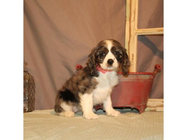 Cavalier King Charles Spaniel/Cocker Spaniel-DOG-Female-Blue Roan-21867-Petland Las Vegas, Nevada