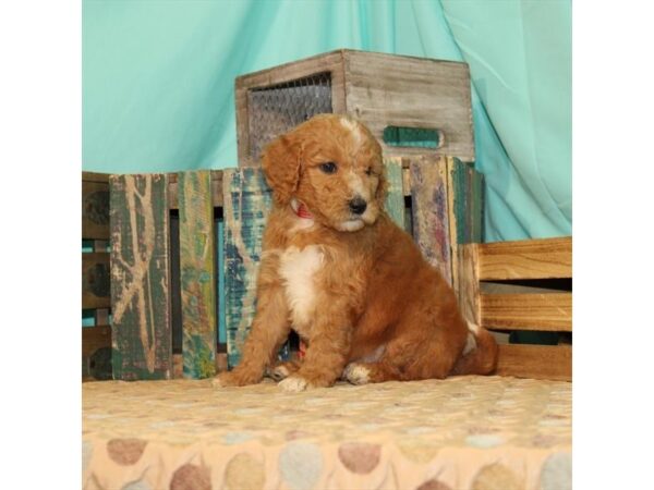 F1B Mini Goldendoodle DOG Male Red 21868 Petland Las Vegas, Nevada