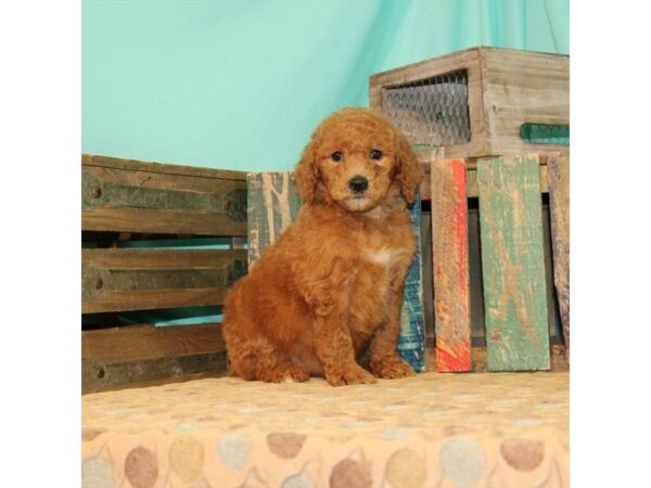 F1B Mini Goldendoodle DOG Female Red 21869 Petland Las Vegas, Nevada