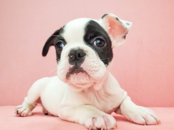 French Bulldog DOG Male Black and White 21831 Petland Las Vegas, Nevada