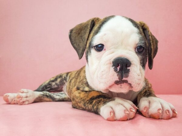 Old English Bulldog DOG Female Fawn Brindle and White 21842 Petland Las Vegas, Nevada