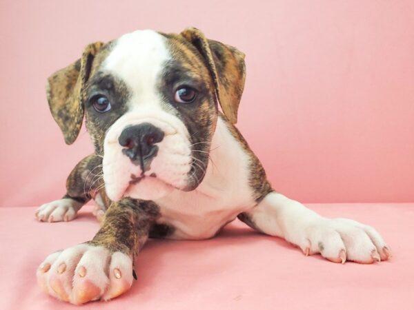 Old English Bulldog-DOG-Female-Fawn Brindle and White-21843-Petland Las Vegas, Nevada