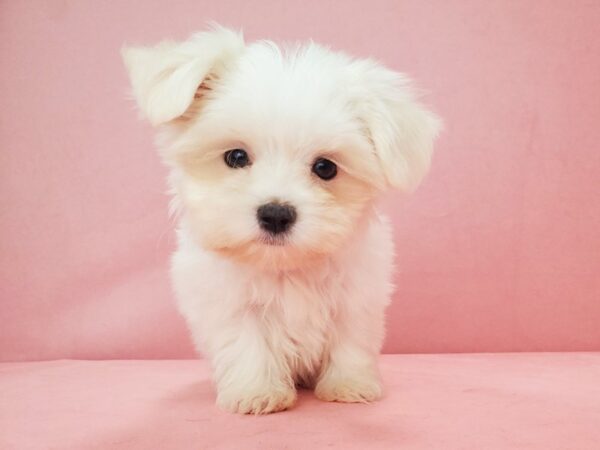 Maltese DOG Female White 21835 Petland Las Vegas, Nevada