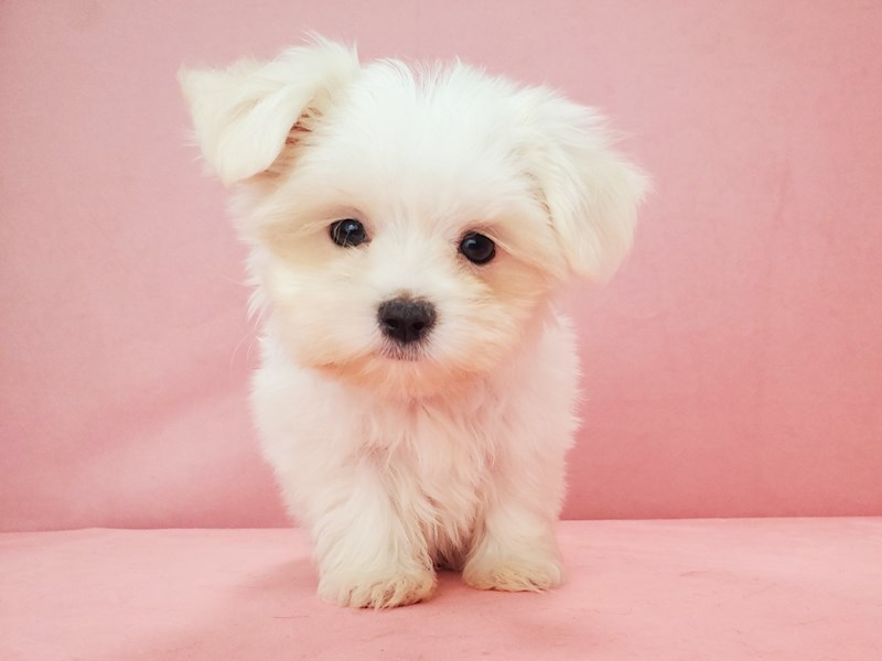 Maltese Puppy White ID:21835 Located at Petland Las Vegas, Nevada