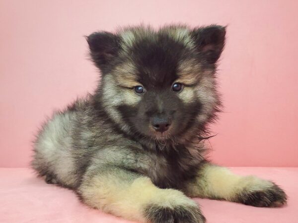 Keeshond DOG Male Silver / Black 21865 Petland Las Vegas, Nevada