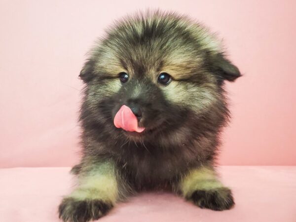 Keeshond DOG Female Silver / Black 21864 Petland Las Vegas, Nevada