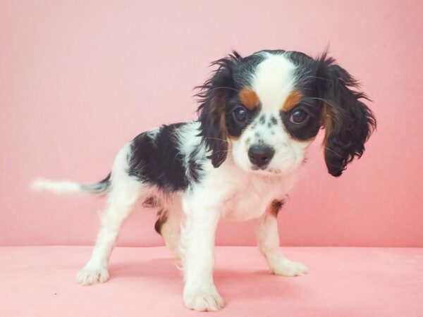 Cavalier King Charles Spaniel DOG Female Black White / Tan 21854 Petland Las Vegas, Nevada