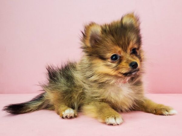 Pomeranian DOG Female Red Sable 21857 Petland Las Vegas, Nevada