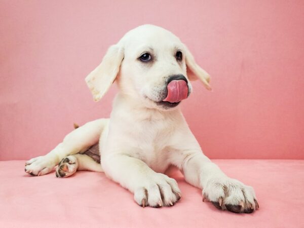 Labrador Retriever DOG Male WHITE 21873 Petland Las Vegas, Nevada