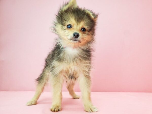 Pomeranian DOG Male Red Sable 21858 Petland Las Vegas, Nevada