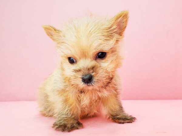 Cairn Terrier DOG Female Wheaten 21853 Petland Las Vegas, Nevada