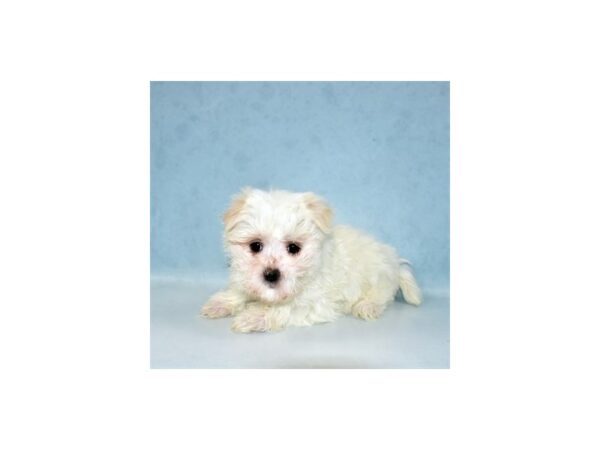 Maltese DOG Female White 21878 Petland Las Vegas, Nevada