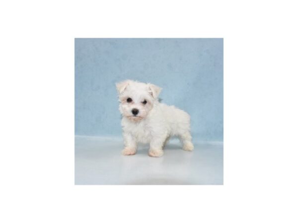 Maltese DOG Female White 21879 Petland Las Vegas, Nevada