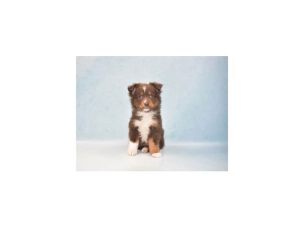 Miniature Australian Shepherd DOG Male Red and White 21885 Petland Las Vegas, Nevada