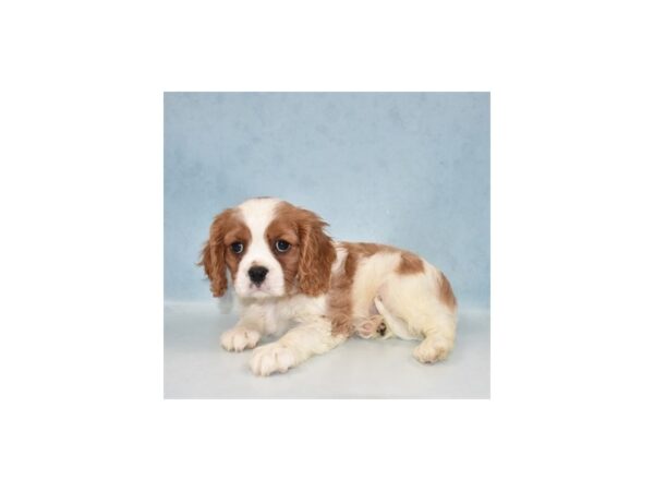 Cavalier King Charles Spaniel DOG Male Blenheim 21876 Petland Las Vegas, Nevada