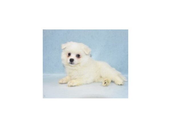 American Eskimo Dog DOG Male White 21874 Petland Las Vegas, Nevada