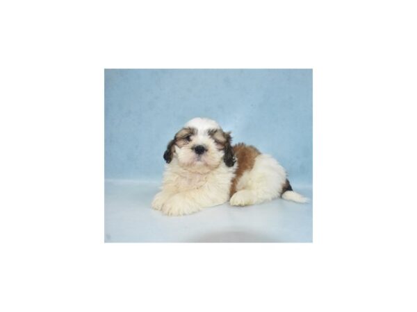 Shih Tzu DOG Male Gold and White 21883 Petland Las Vegas, Nevada