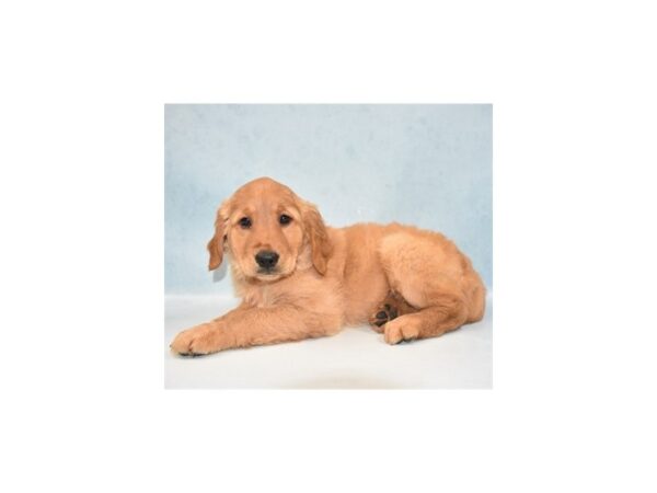 Golden Retriever DOG Female Dark Golden 21877 Petland Las Vegas, Nevada