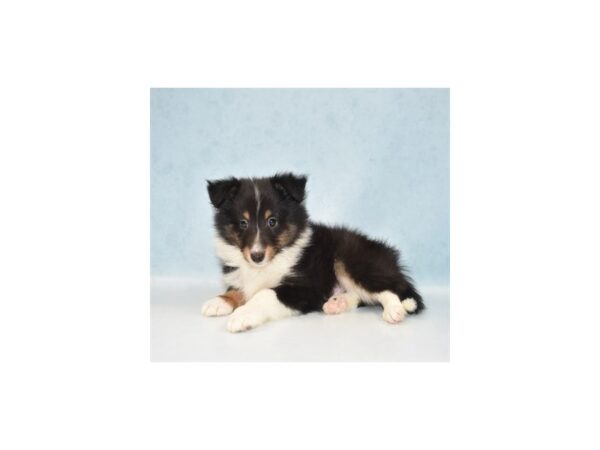 Shetland Sheepdog DOG Male Black White and Tan 21880 Petland Las Vegas, Nevada