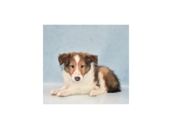 Shetland Sheepdog DOG Male Sable and White 21881 Petland Las Vegas, Nevada