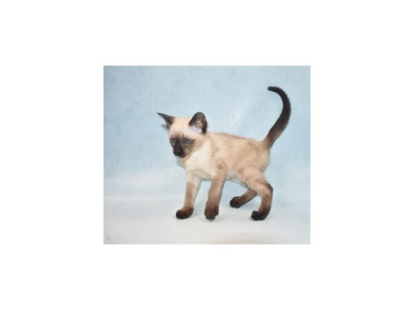 Siamese CAT Female Chocolate Point 21884 Petland Las Vegas, Nevada