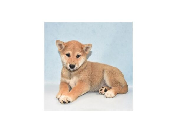 Shiba Inu DOG Female Red 21882 Petland Las Vegas, Nevada