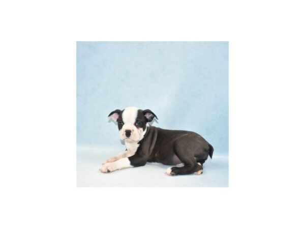 Boston Terrier DOG Male Black Brindle and White 21875 Petland Las Vegas, Nevada