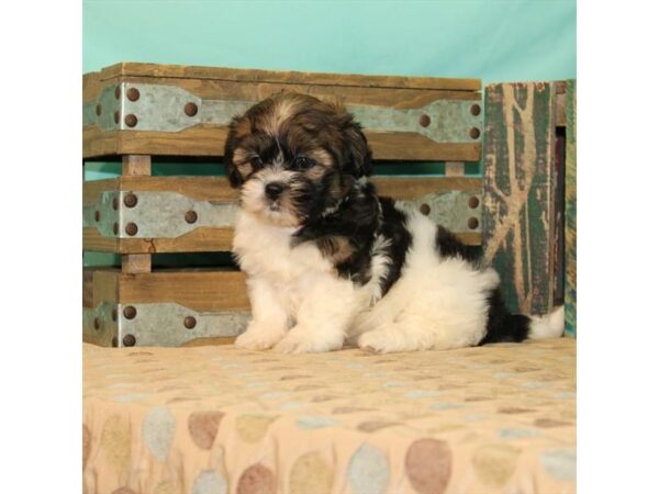 Havanese/Shih Tzu-DOG-Female-White / Gold-21894-Petland Las Vegas, Nevada