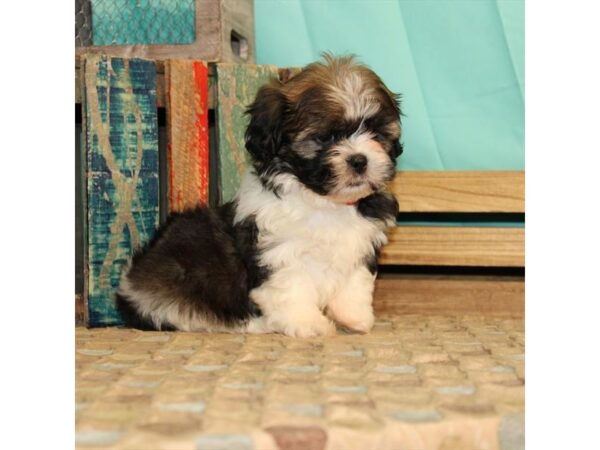 Havanese/Shih Tzu-DOG-Female-White / Gold-21895-Petland Las Vegas, Nevada