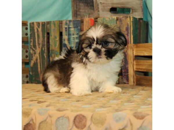 Shih Tzu DOG Male White / Gold 21891 Petland Las Vegas, Nevada