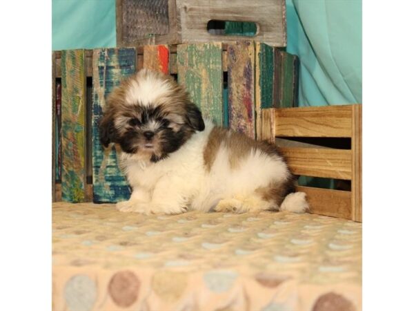 Shih Tzu DOG Male White / Gold 21890 Petland Las Vegas, Nevada