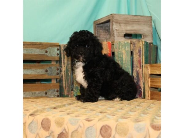 Poodle/Shih Tzu DOG Female Black 21897 Petland Las Vegas, Nevada