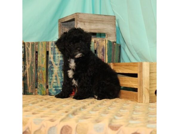 Poodle/Shih Tzu DOG Female Black 21898 Petland Las Vegas, Nevada