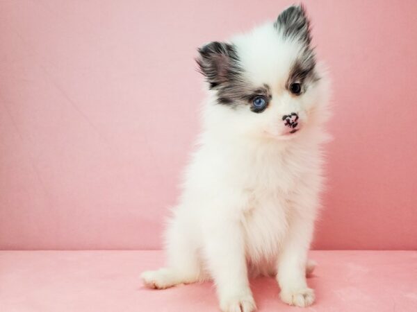 Pomeranian DOG Male White / Blue Merle 21889 Petland Las Vegas, Nevada