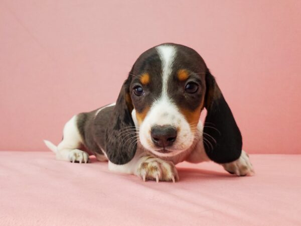 Dachshund DOG Male Black / Tan 21886 Petland Las Vegas, Nevada